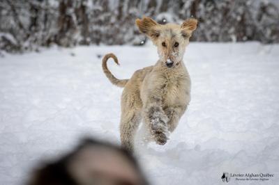 Chiot levrier afghan 79